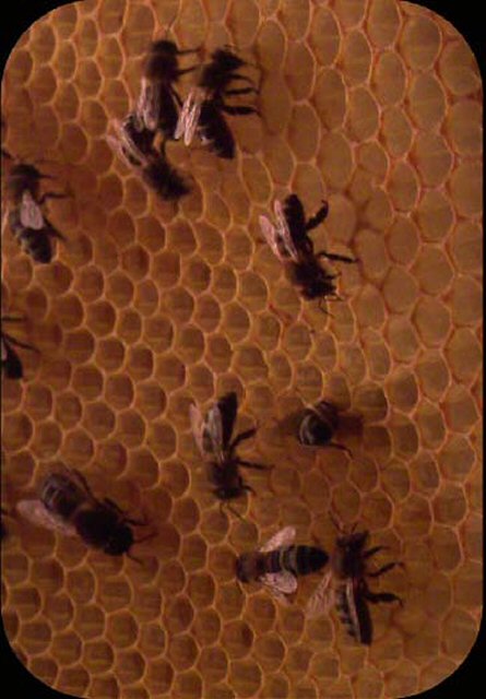Colonia de abejas.