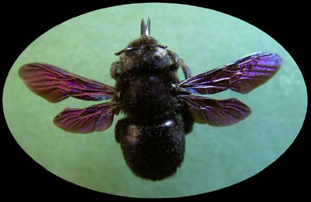 Abeja carpintera.