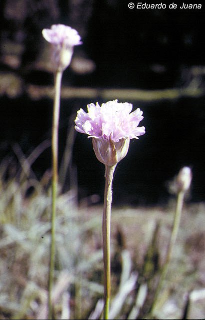 Armeria gaditana