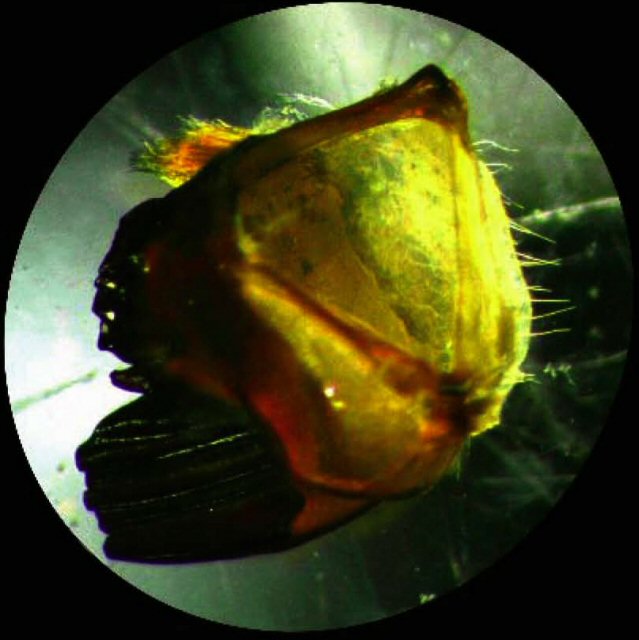 Mandíbula de saltamontes.