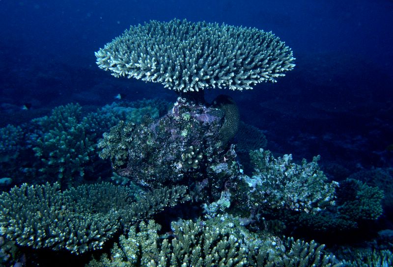 Coral mesa