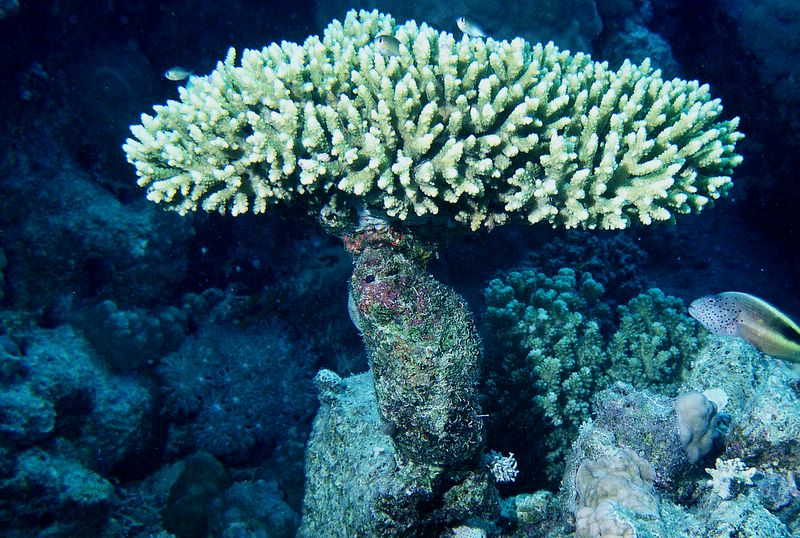 Coral mesa