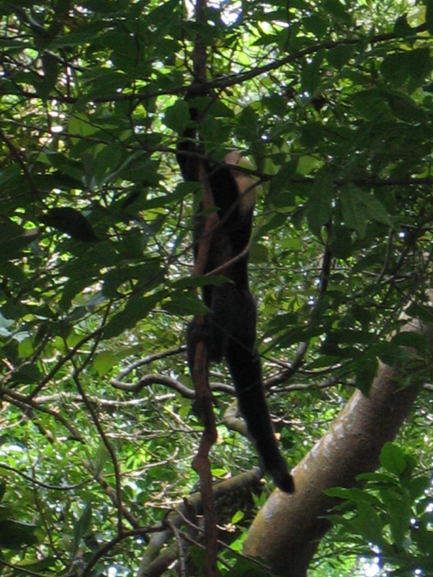 Mono cariblanco
