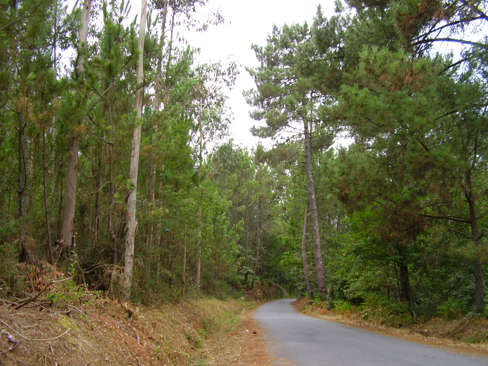 Camino de Santiago Portugués. Bosque entre Caldas de Rei y Padrón_01