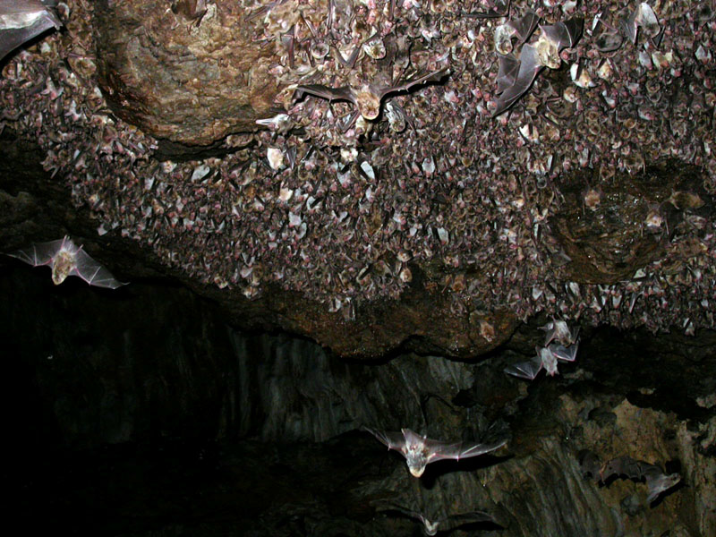 Colonia de murciélagos en la Cueva de Azokh, Caúcaso