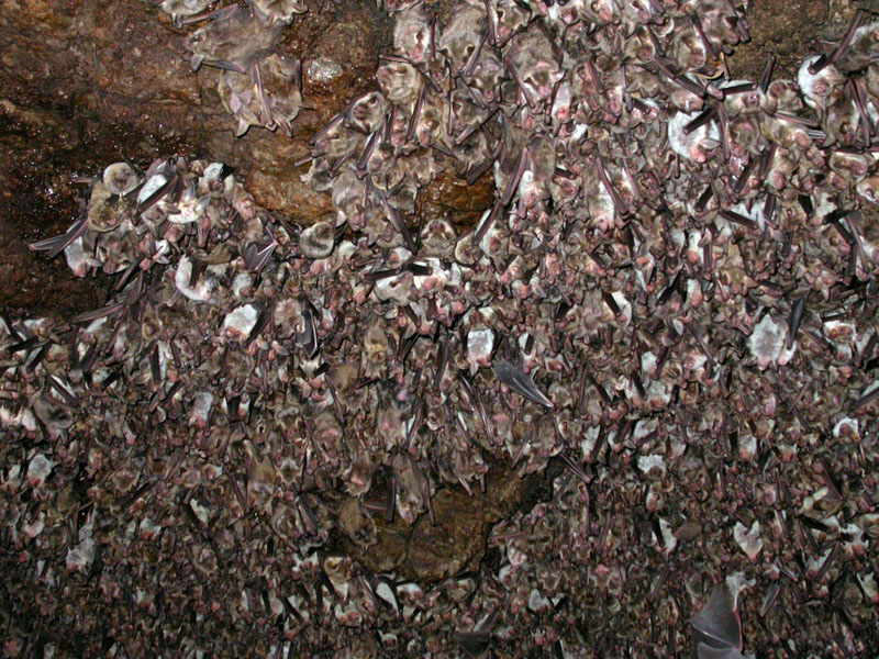 Colonia de murciélagos, Cueva de Azokh. Caúcaso