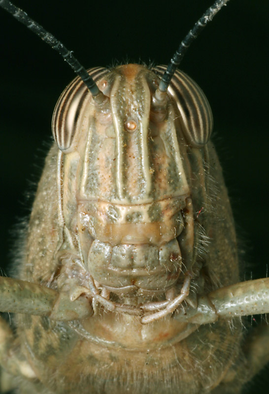 Anacridium aegyptium (Orthoptera Acrididae)