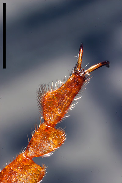 Tarso pata anterior de Cerocoma schaefferi  (Coleoptera Meloidae)