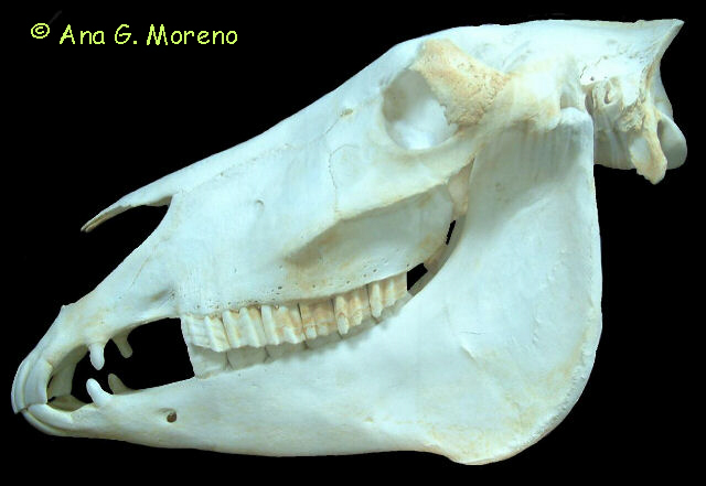 Cráneo de un caballo.