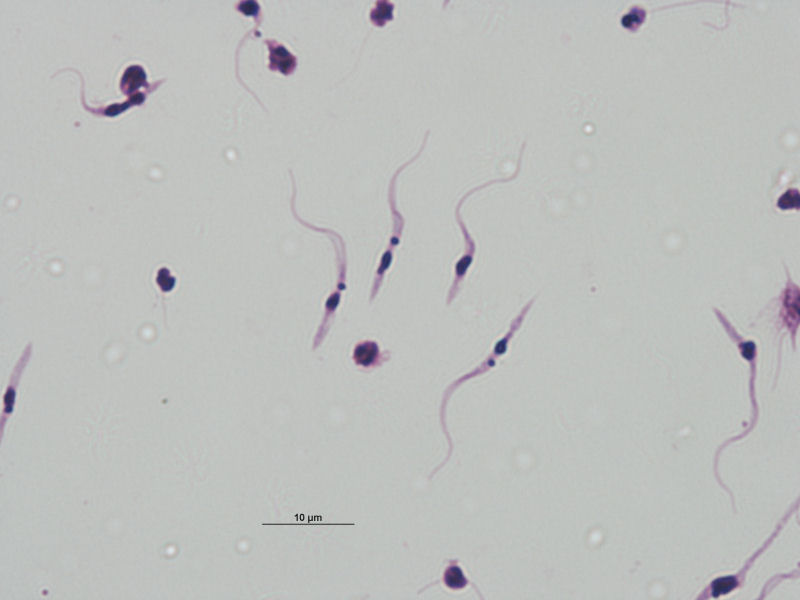 Epimastigoto de Trypanosoma cruzi .