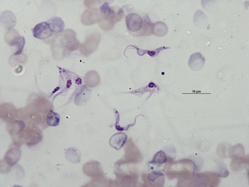 Tripomastigotos  de Trypanosoma rhodesiense.