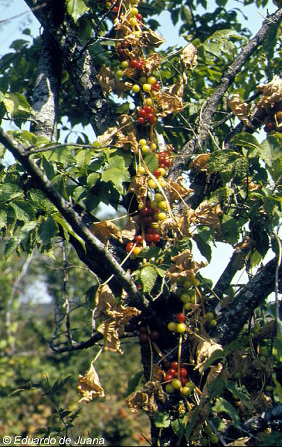 Zarzaparrilla (frutos)