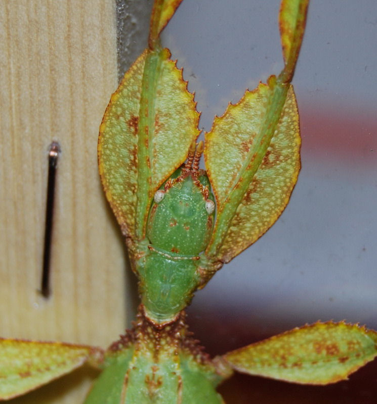 Phyllium siccifolium (Linnaeus 1758)