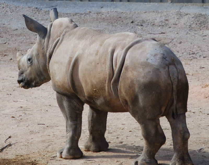 Ceratotherium simum  (Burchell, 1817)