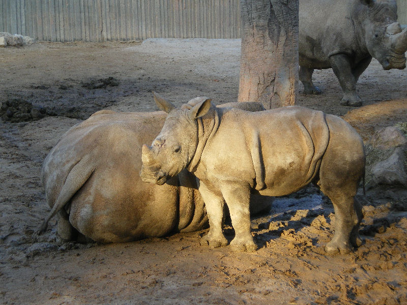 Ceratotherium simum  (Burchell, 1817)