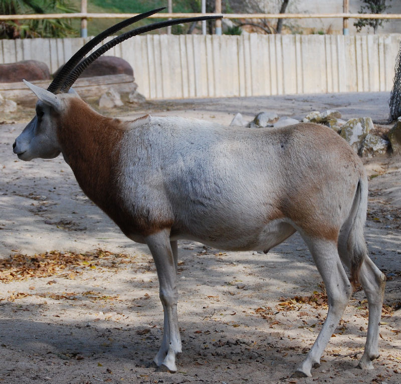 Oryx dammah  (Cretzschmar, 1827)