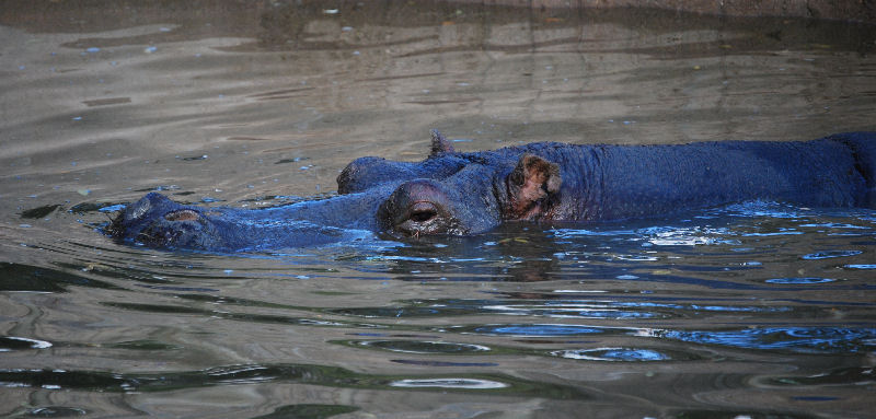 Hippopotamus amphibius  Linnaeus, 1758