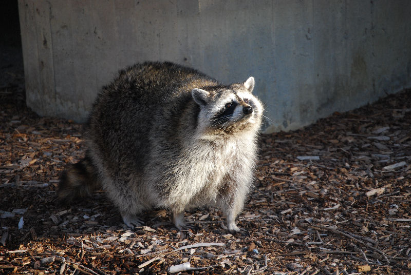 Procyon lotor  (Linnaeus, 1758)