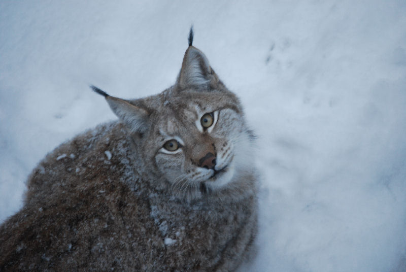 Lynx lynx (Linnaeus, 1758)