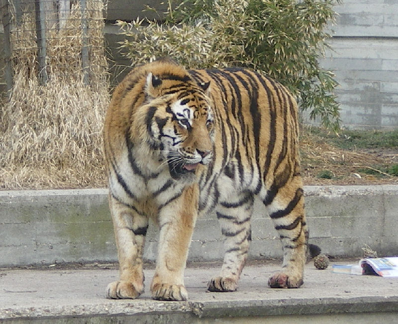 Panthera tigris tigris (Linnaeus 1758)