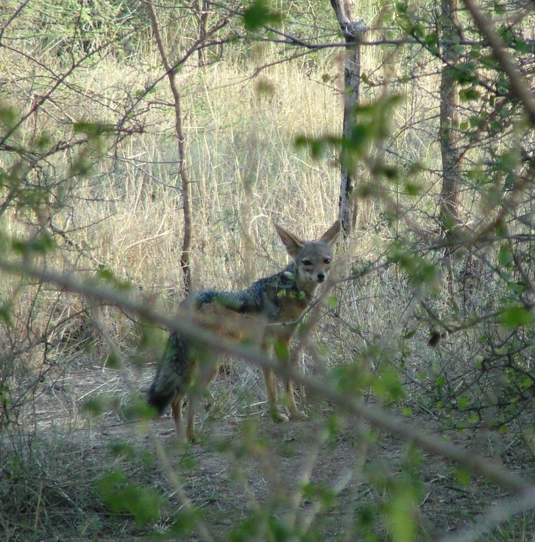 Chacal (Canis mesomelas)