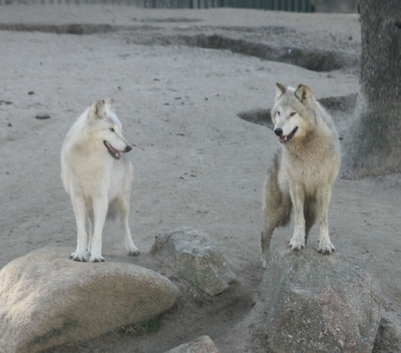 Lobos de Alaska