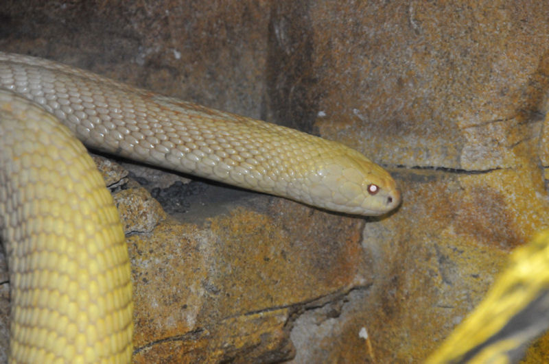 Cobra de monóculo