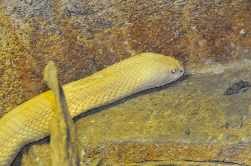 Cobra de monóculo