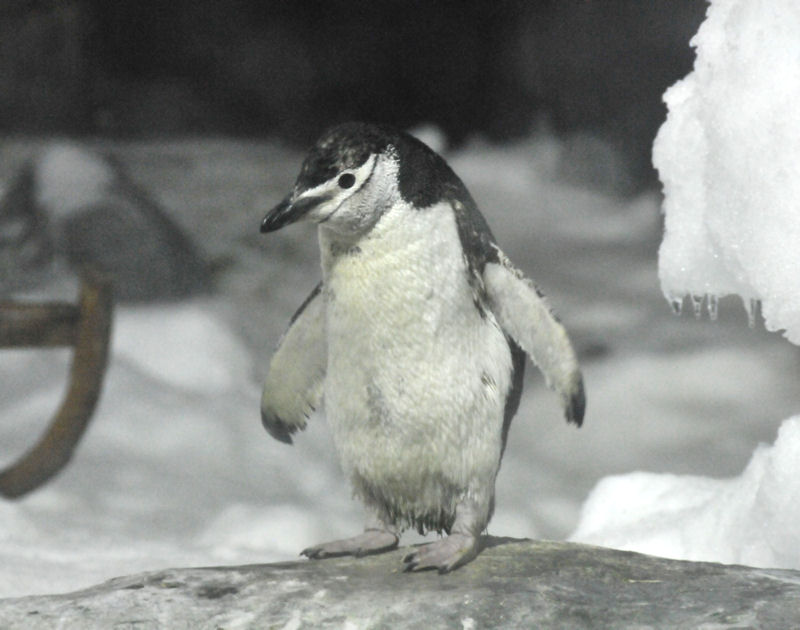 Pingüino de Magallanes