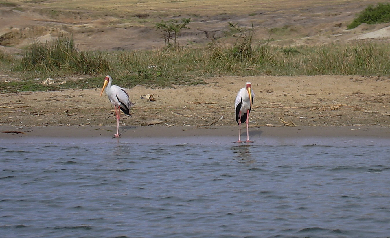 Cigüeña de pico amarillo (Mycteria Ibis) Uganda