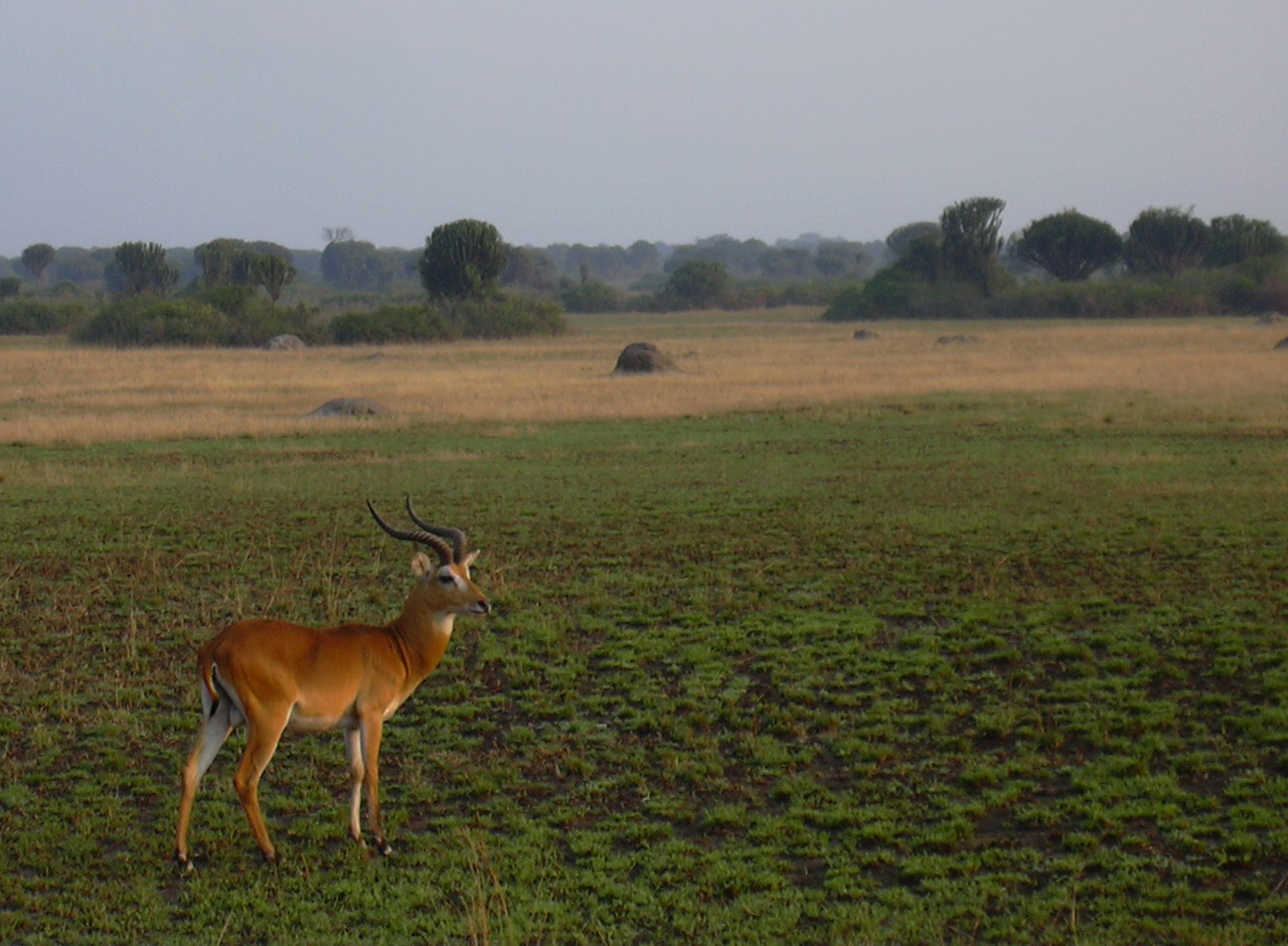 Antilope Cobo (Kobus Kob) Uganda