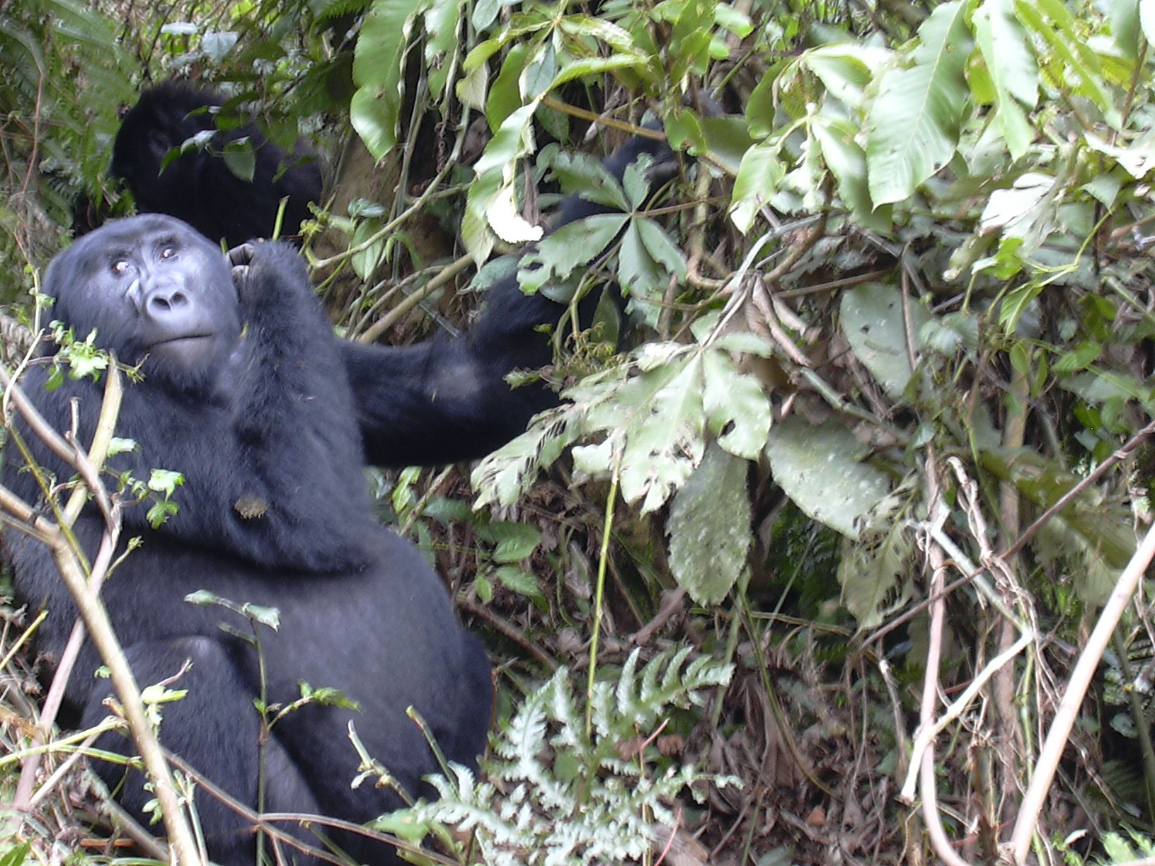 Gorila de montaña (Gorila Beringei Beringei) Uganda