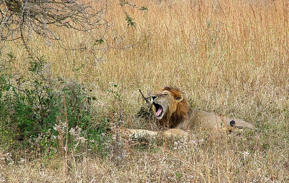 León (Panthera Leo) Tanzania (apareamiento)