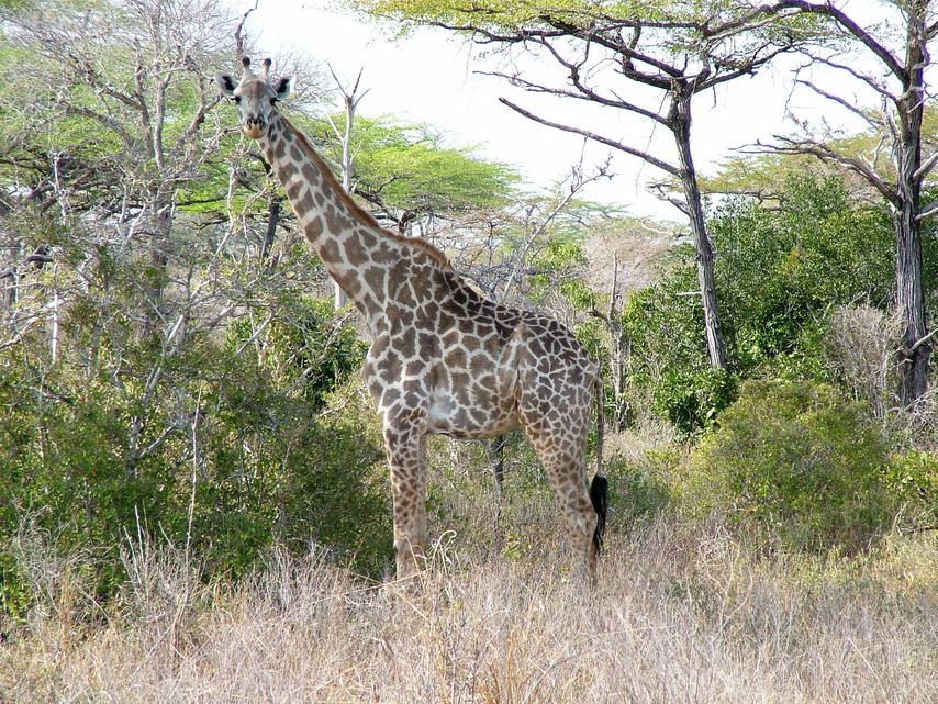 Jirafa (Giraffa camelopardalis) Tanzania
