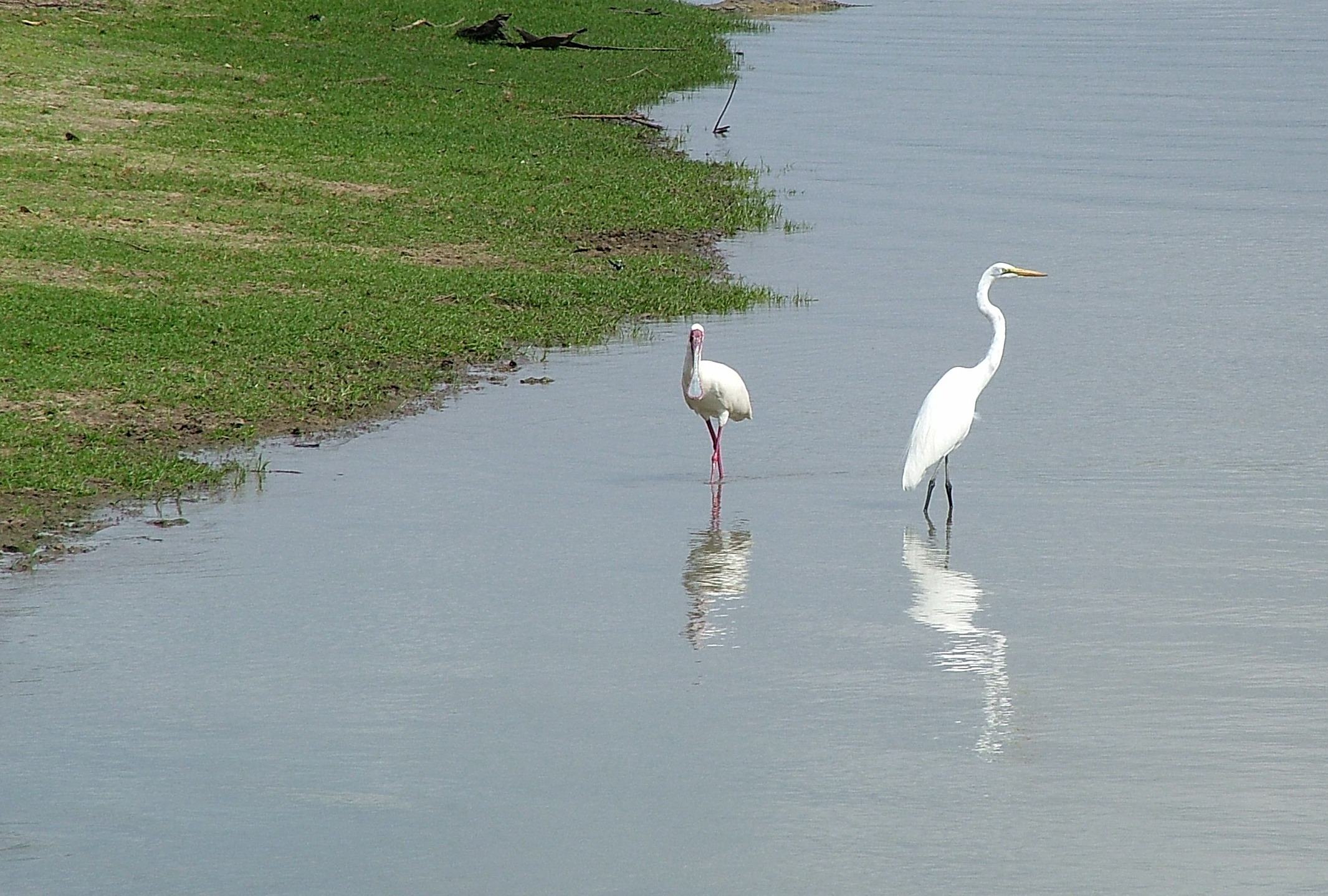 Gran Garceta Blanca (Egretta alba)Tanzania