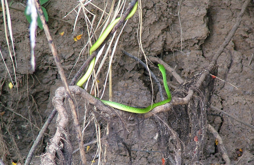 Mamba verde común (Dendroaspis angusticeps) Tanzania