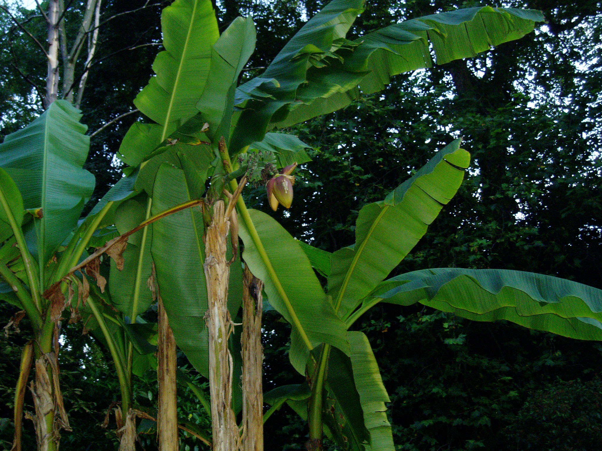 Flor del Banano