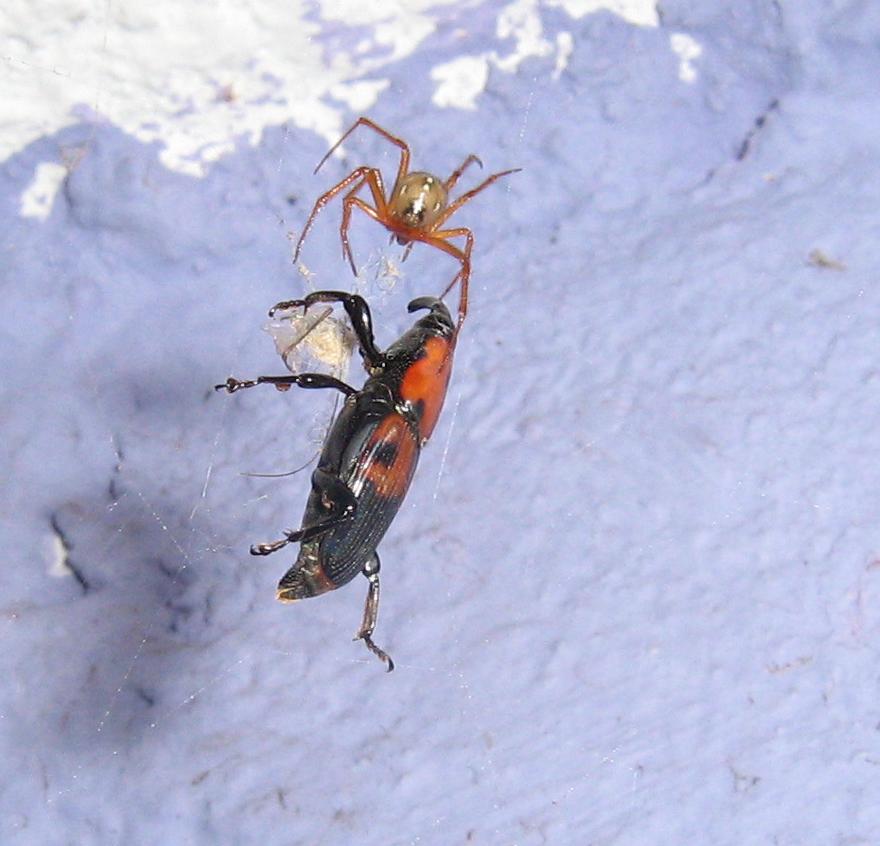 araña cazando insecto