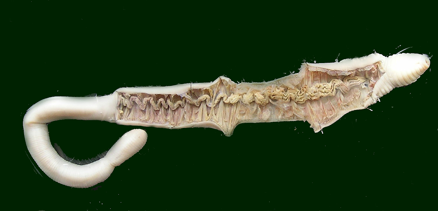 Tiflosol de Hormogaster elisae