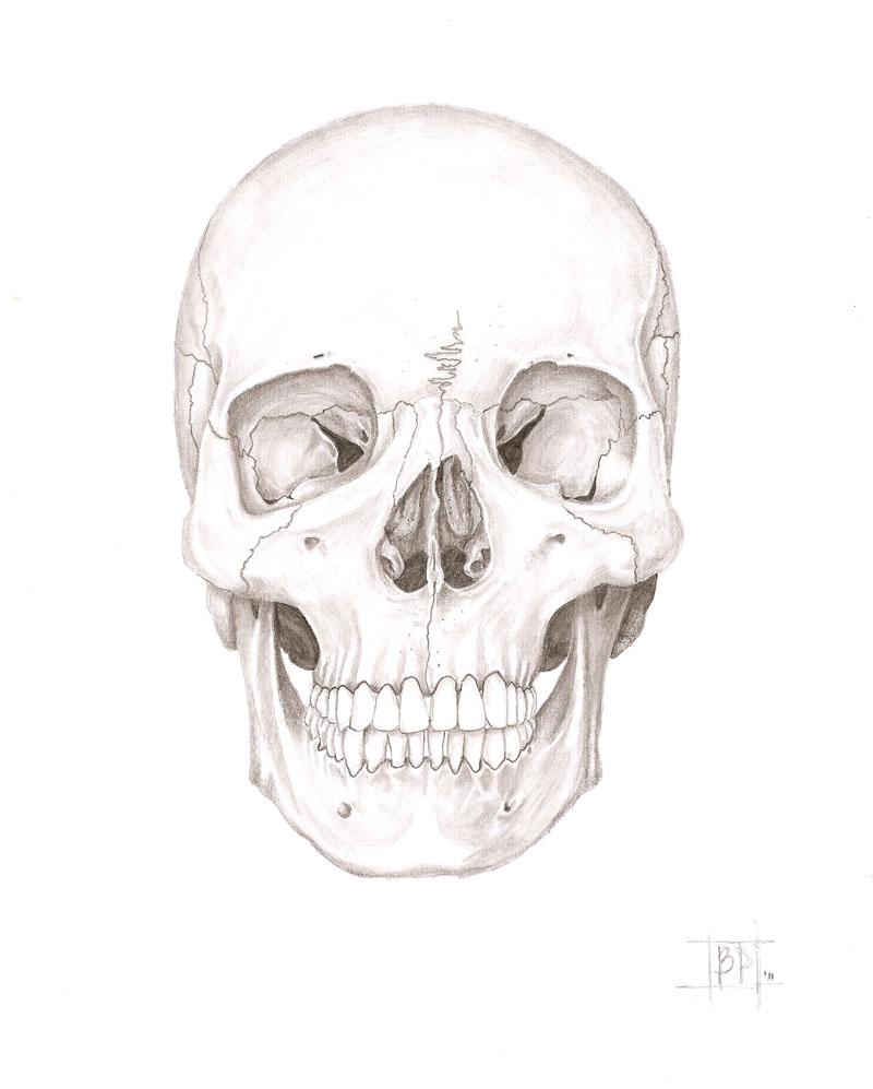 Cráneo humano vista frontal