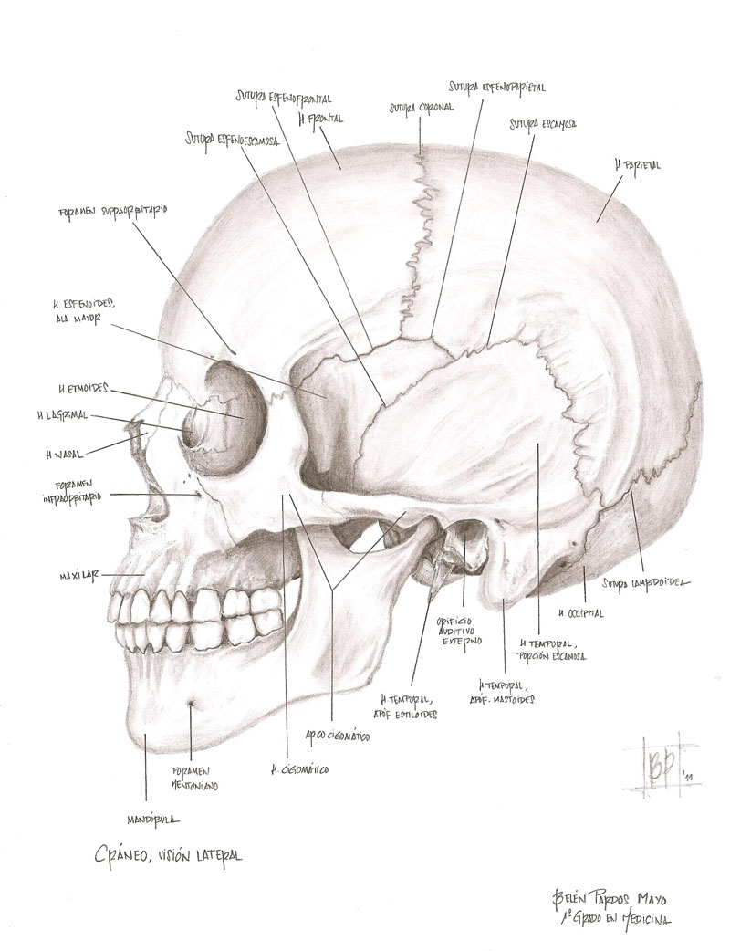 Cráneo humano vista lateral