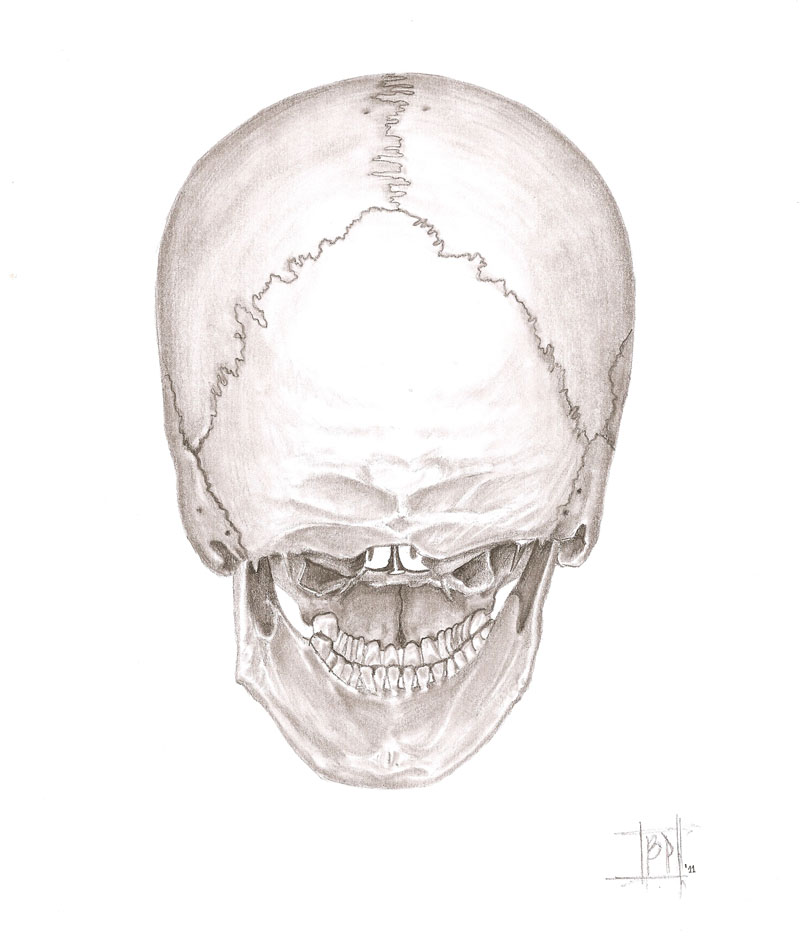 Cráneo humano vista posterior