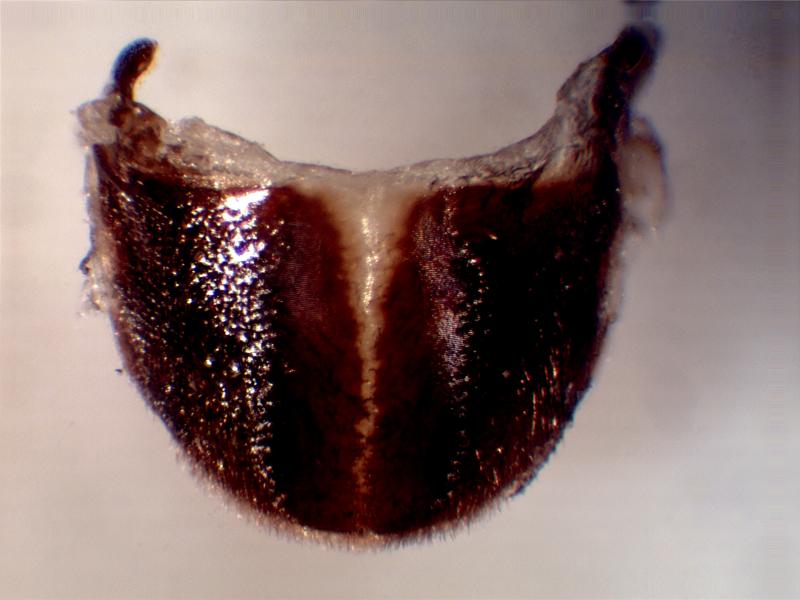 Órgano estridulador de Phylan (Phylan) foveipennis 