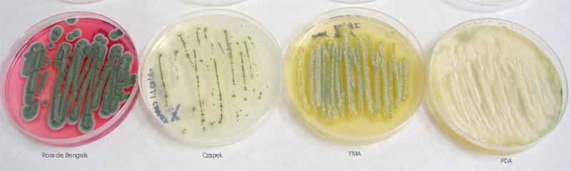 Penicillium glabrum. Crecimiento en placa en diferentes medios de cultivo.