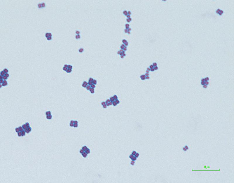 Micrococcus luteus. Tinción de Gram.