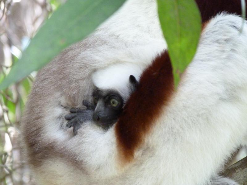 Sifaca Coquerel(cria).-Madagascar.- Reserva de Peyrieras
