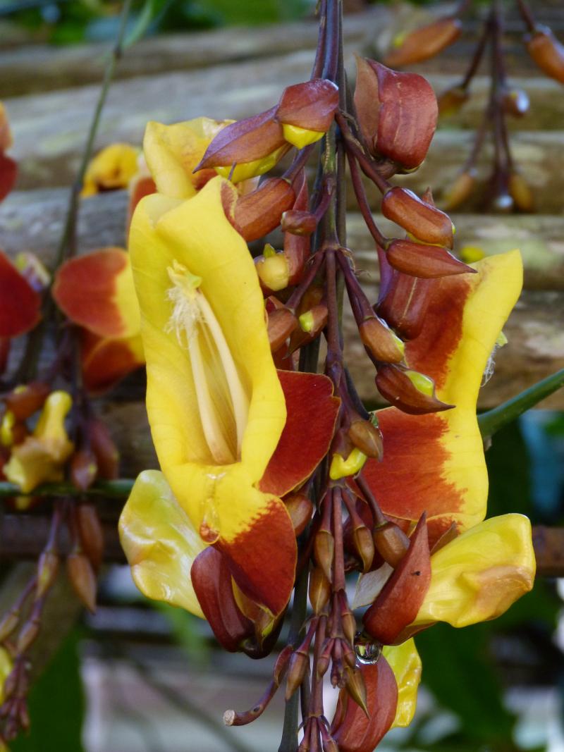 Orquídea-Madagascar