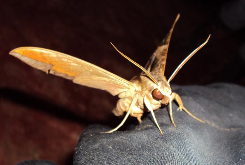 Mariposa Nocturna 