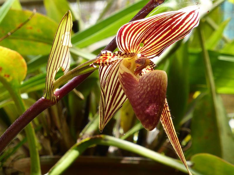 Orquídea.- Borneo