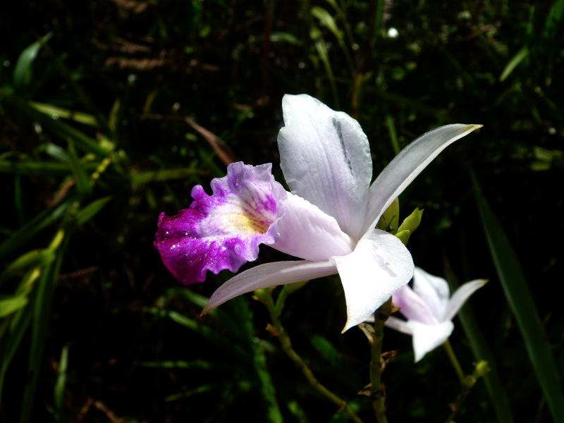 Orquídea.- Borneo
